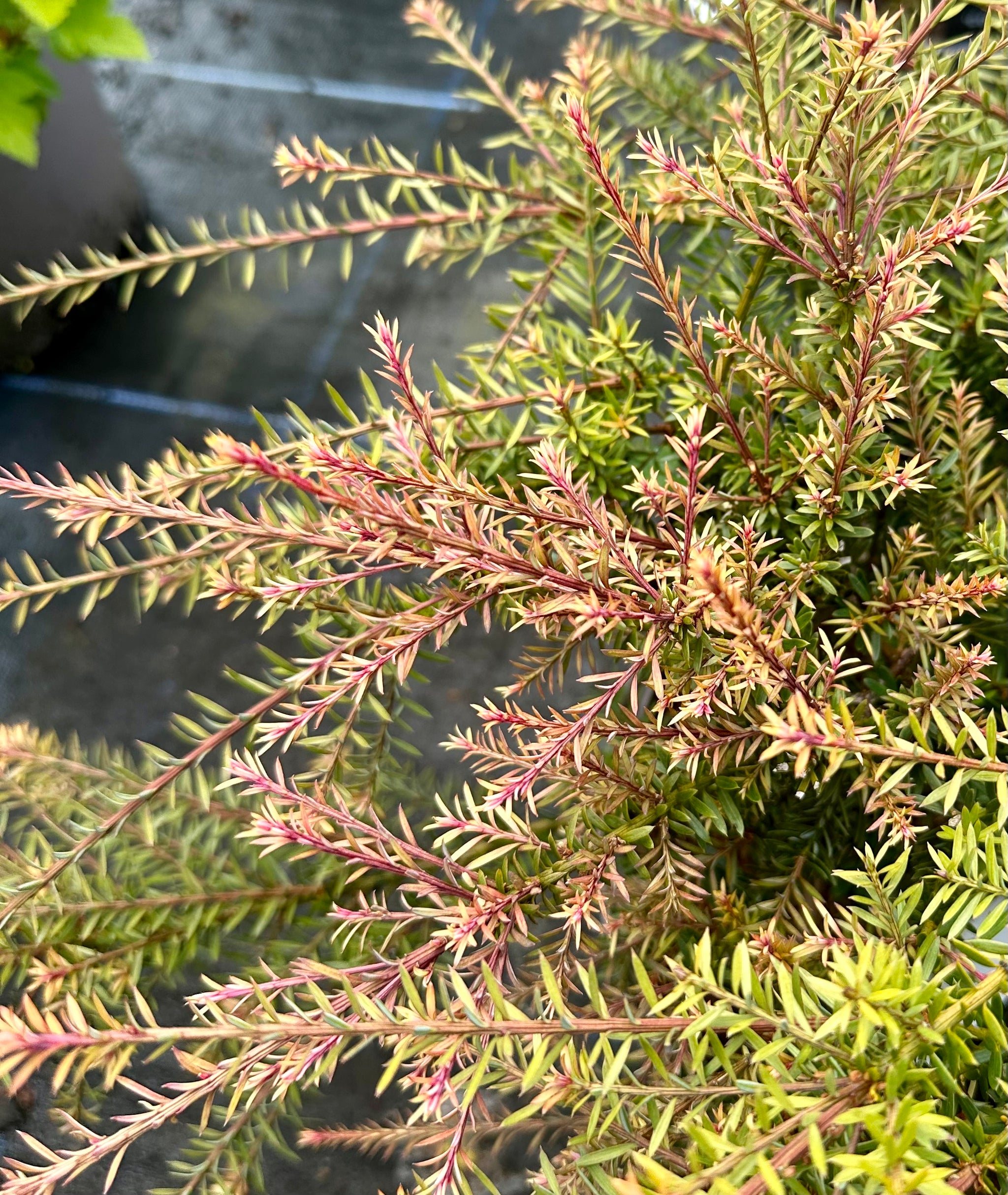 Podocarpus 'County Park Fire' - 7.5Litre