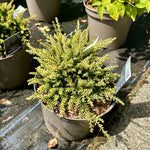 Podocarpus 'Killworth Cream' 7.5Litre