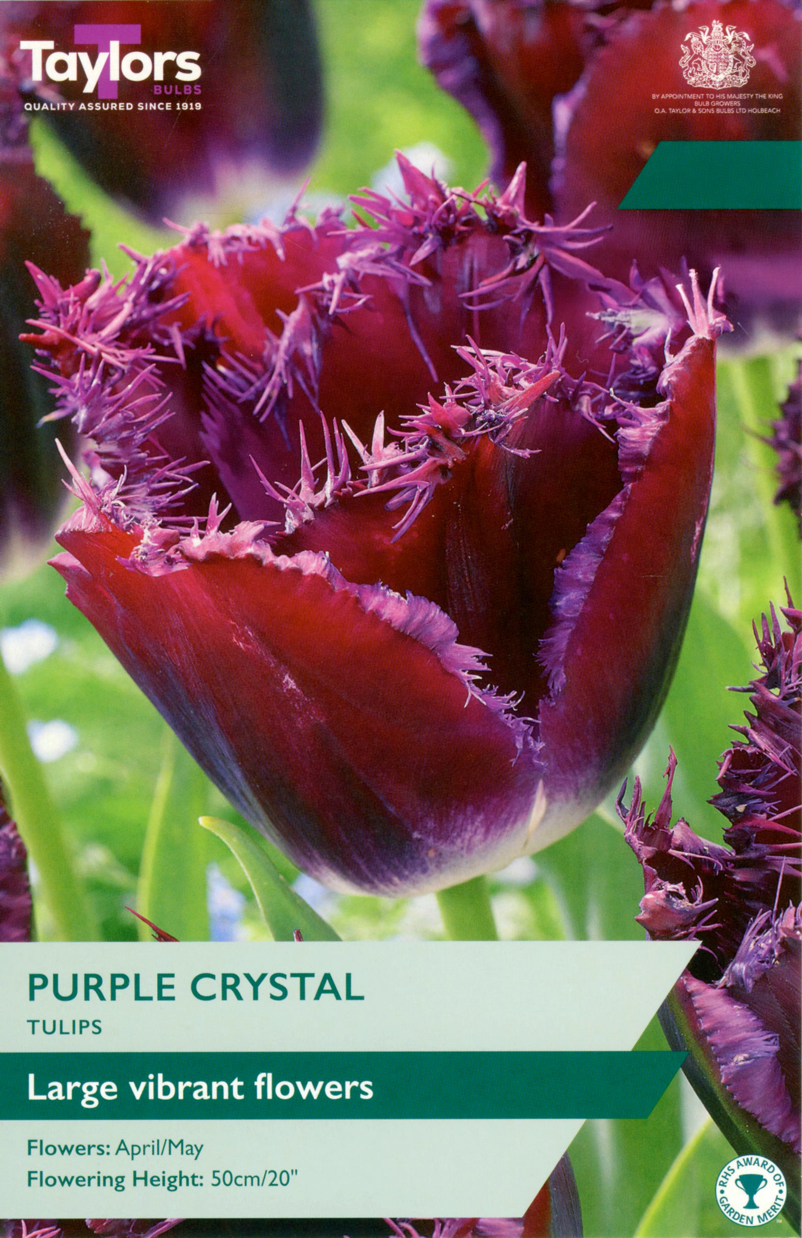 Tulip ‘Purple Crystal’