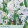 Taylors Bulbs packaging for Puschkinia scilloides Libanotica with white striped squill flowers.