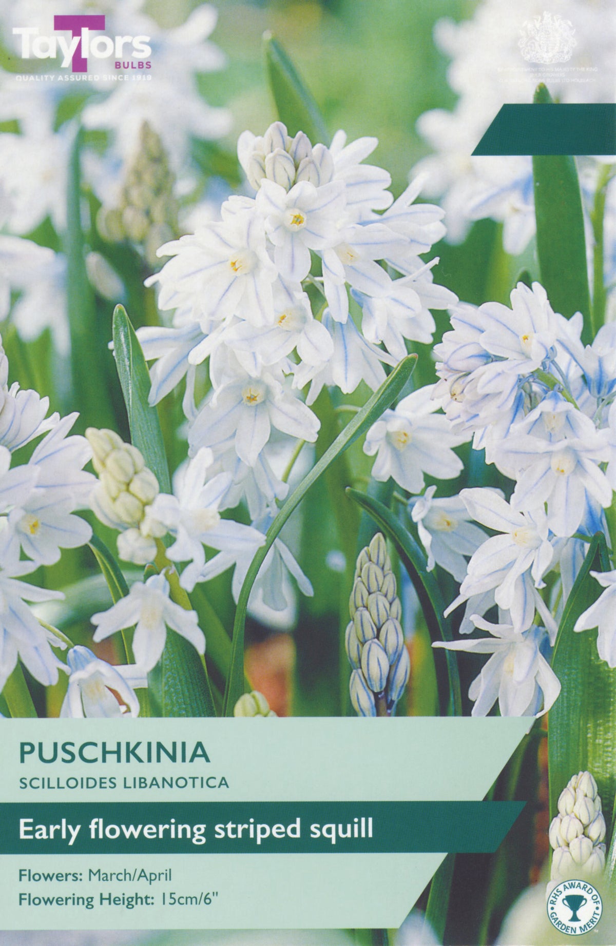 Taylors Bulbs packaging for Puschkinia scilloides Libanotica with white striped squill flowers.