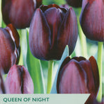 Tulip ‘Queen Of Night’