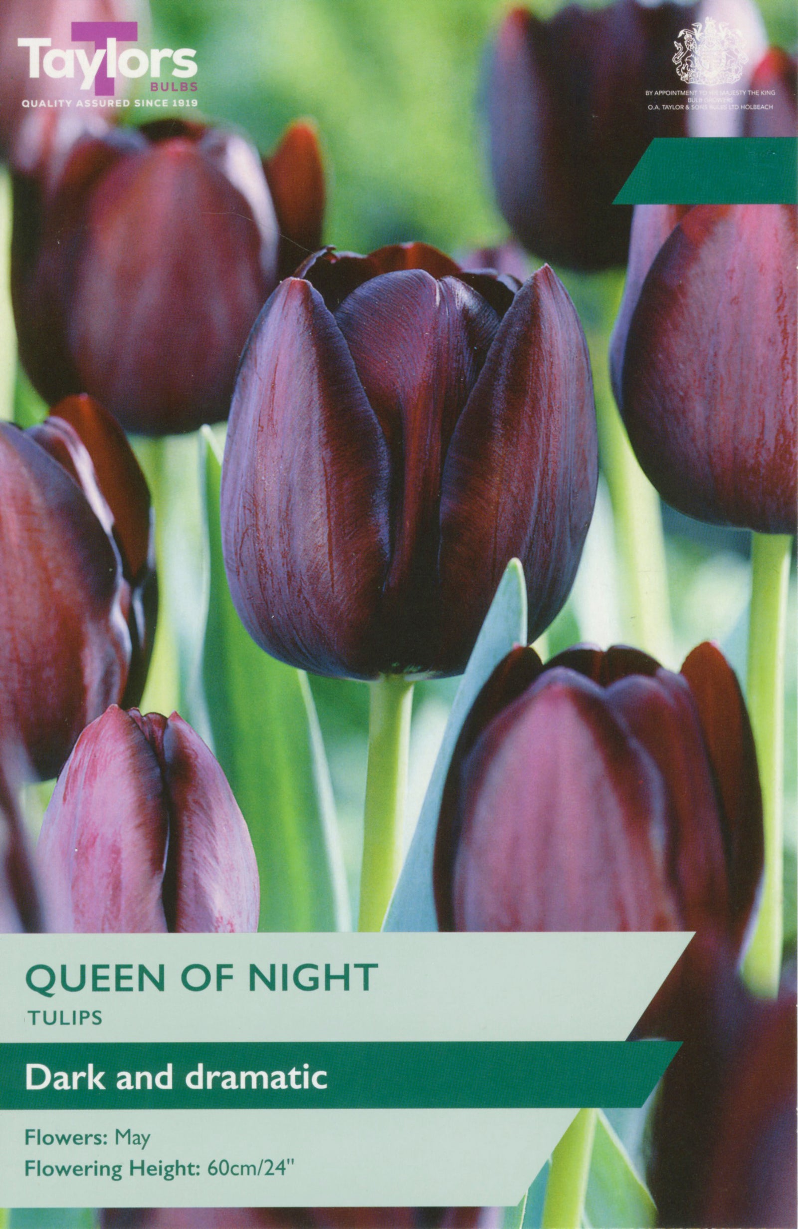 Tulip ‘Queen Of Night’