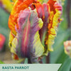Tulip ‘Rasta Parrot’