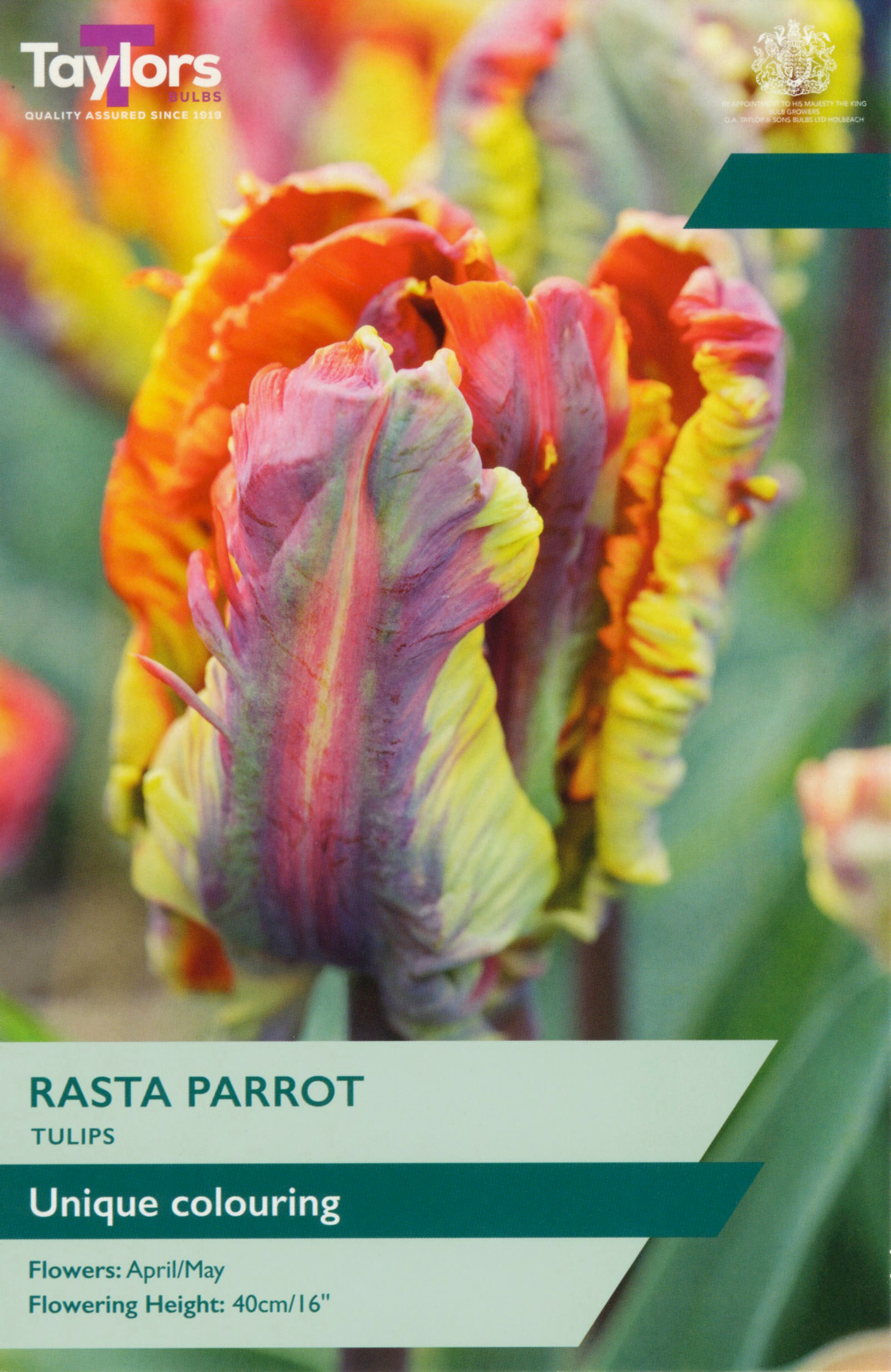 Tulip ‘Rasta Parrot’