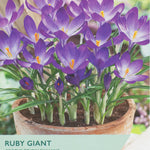 Crocus ‘Ruby Giant’