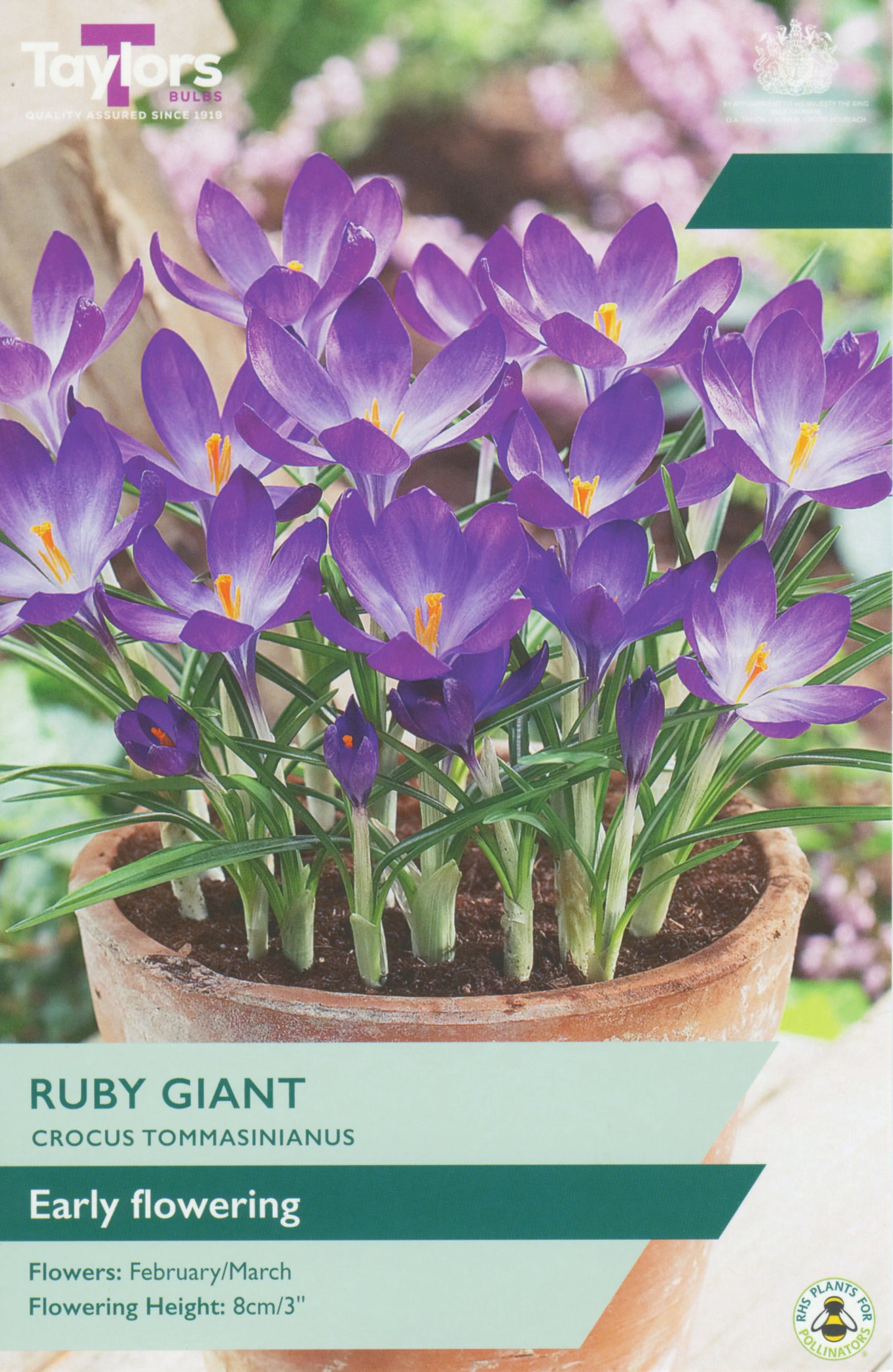 Crocus ‘Ruby Giant’