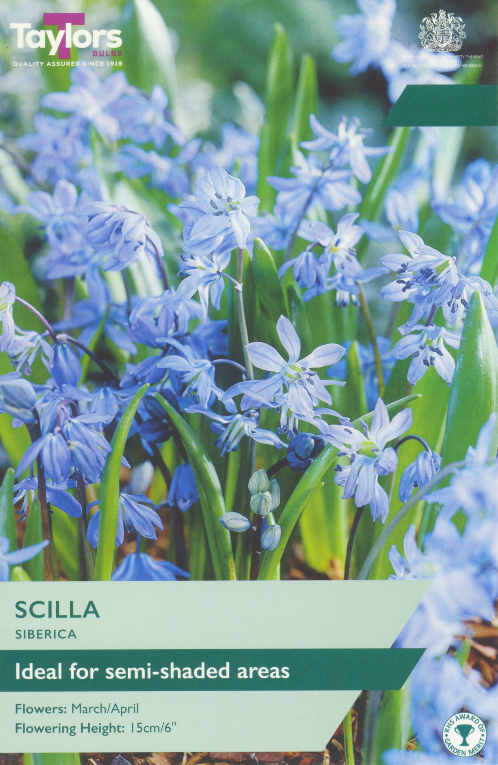 Scilla siberica