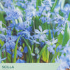 Scilla Siberica flowers with Taylor's brand logo and planting information.