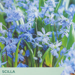 Scilla Siberica flowers with Taylor's brand logo and planting information.
