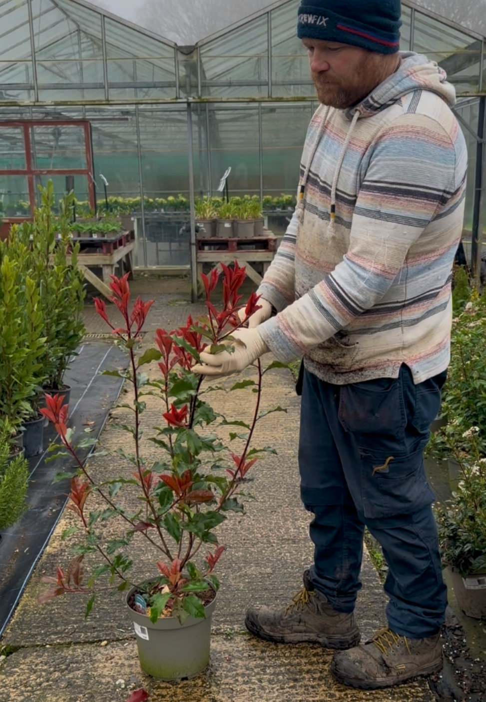 Photinia ‘Magical Volcano’ - 7.5litre