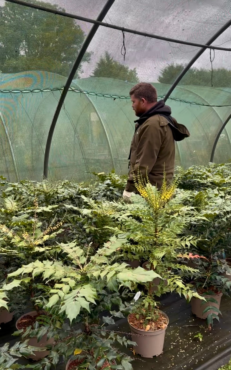 Mahonia japonica - 7.5Litre - SALE PRICE!