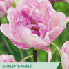 Tulip ‘Shirley Double’
