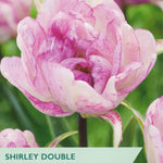 Tulip ‘Shirley Double’