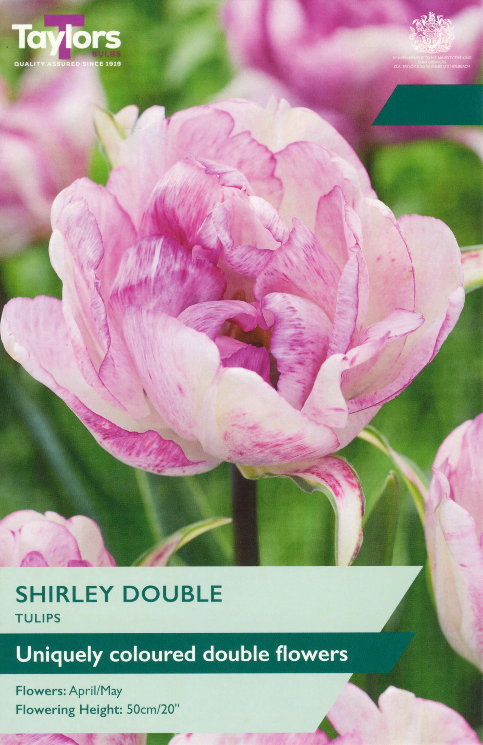 Tulip ‘Shirley Double’