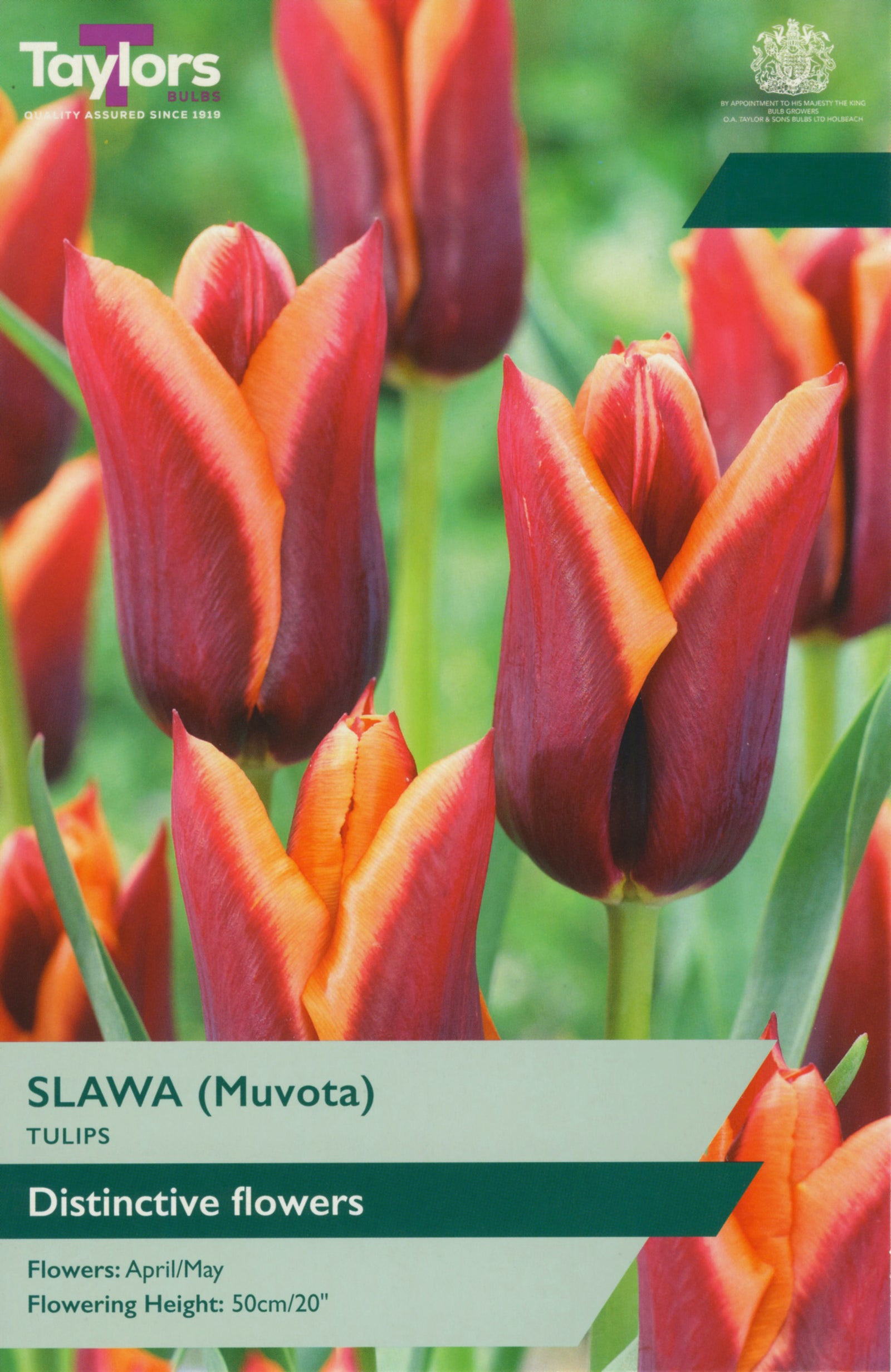 Tulip ‘Slawa’