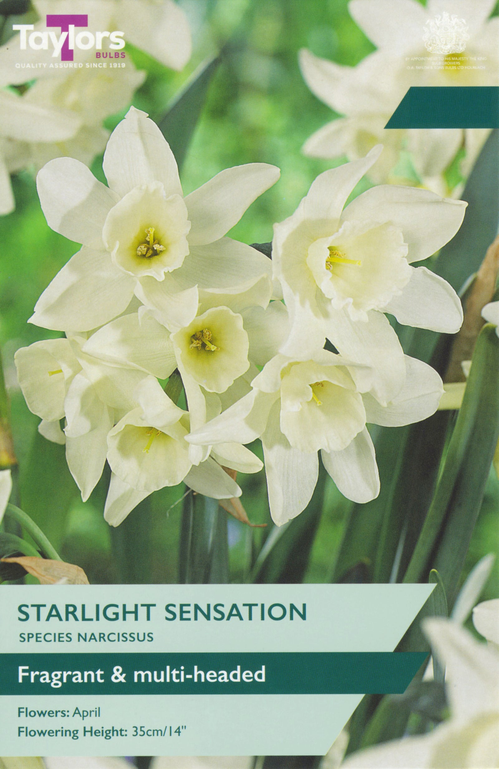 Narcissus ‘Starlight Sensation’