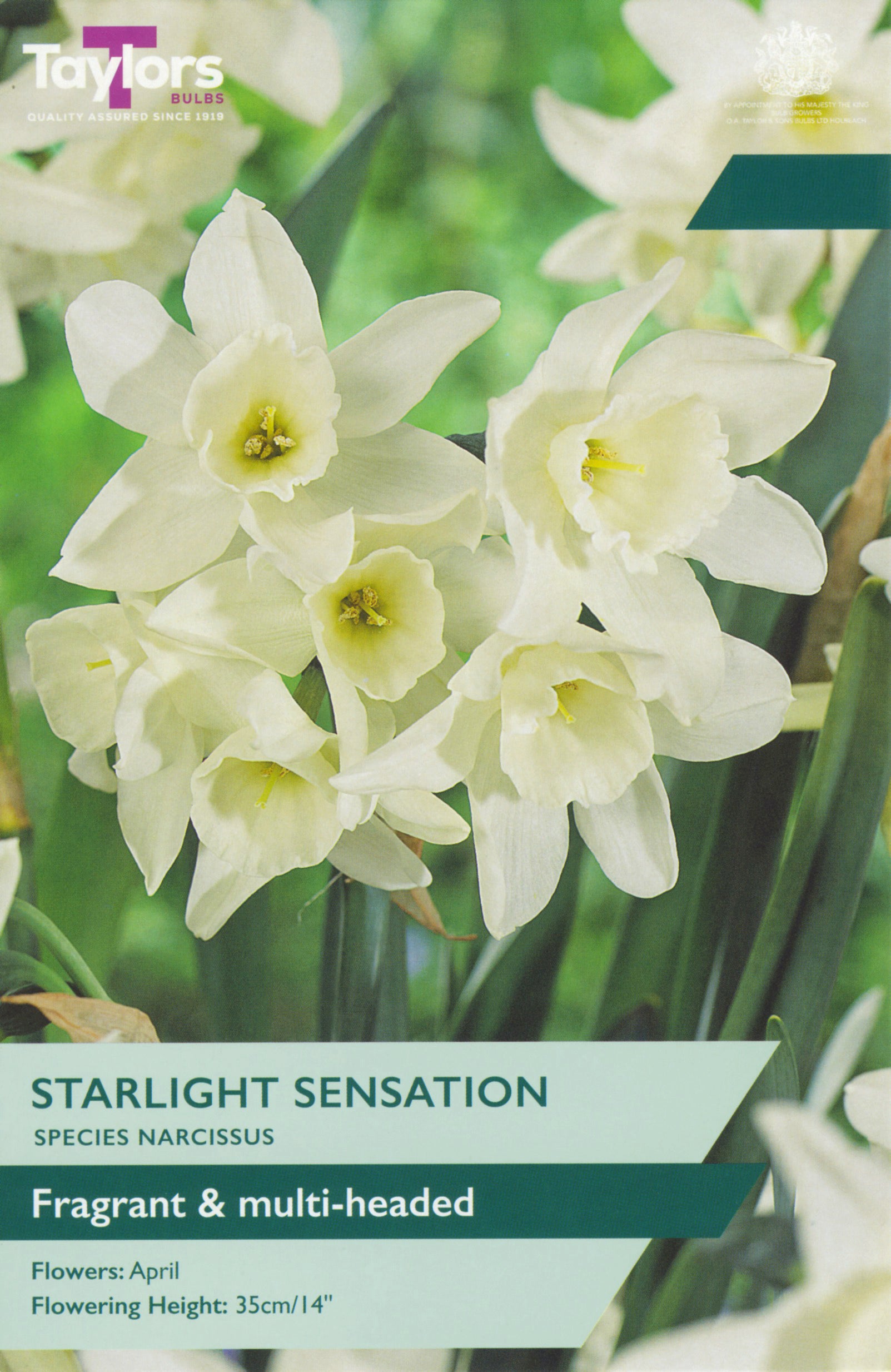 Narcissus ‘Starlight Sensation’