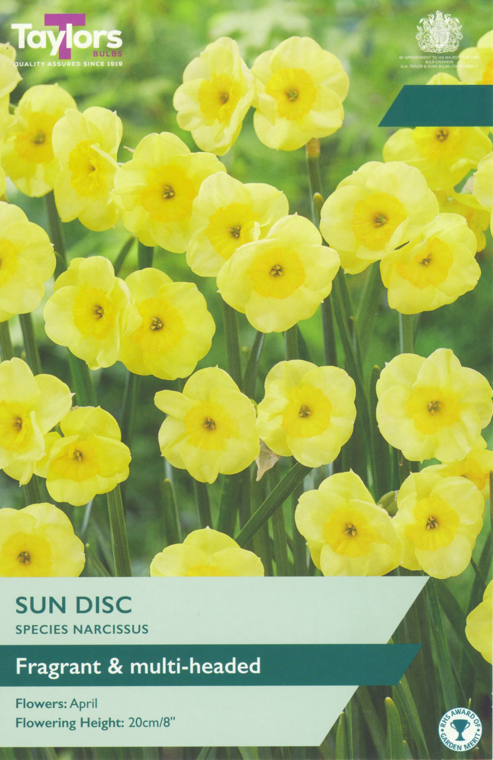 Narcissus ‘Sun Disc’