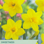 Narcissus ‘Sweetness’
