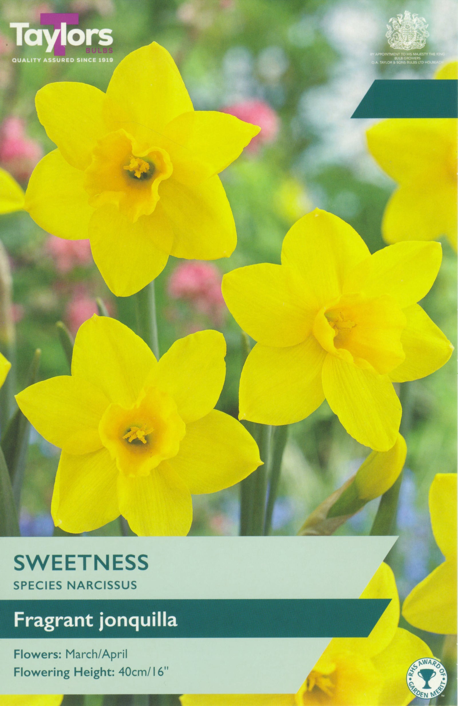 Narcissus ‘Sweetness’