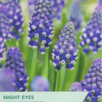 Muscari ‘Night Eyes’