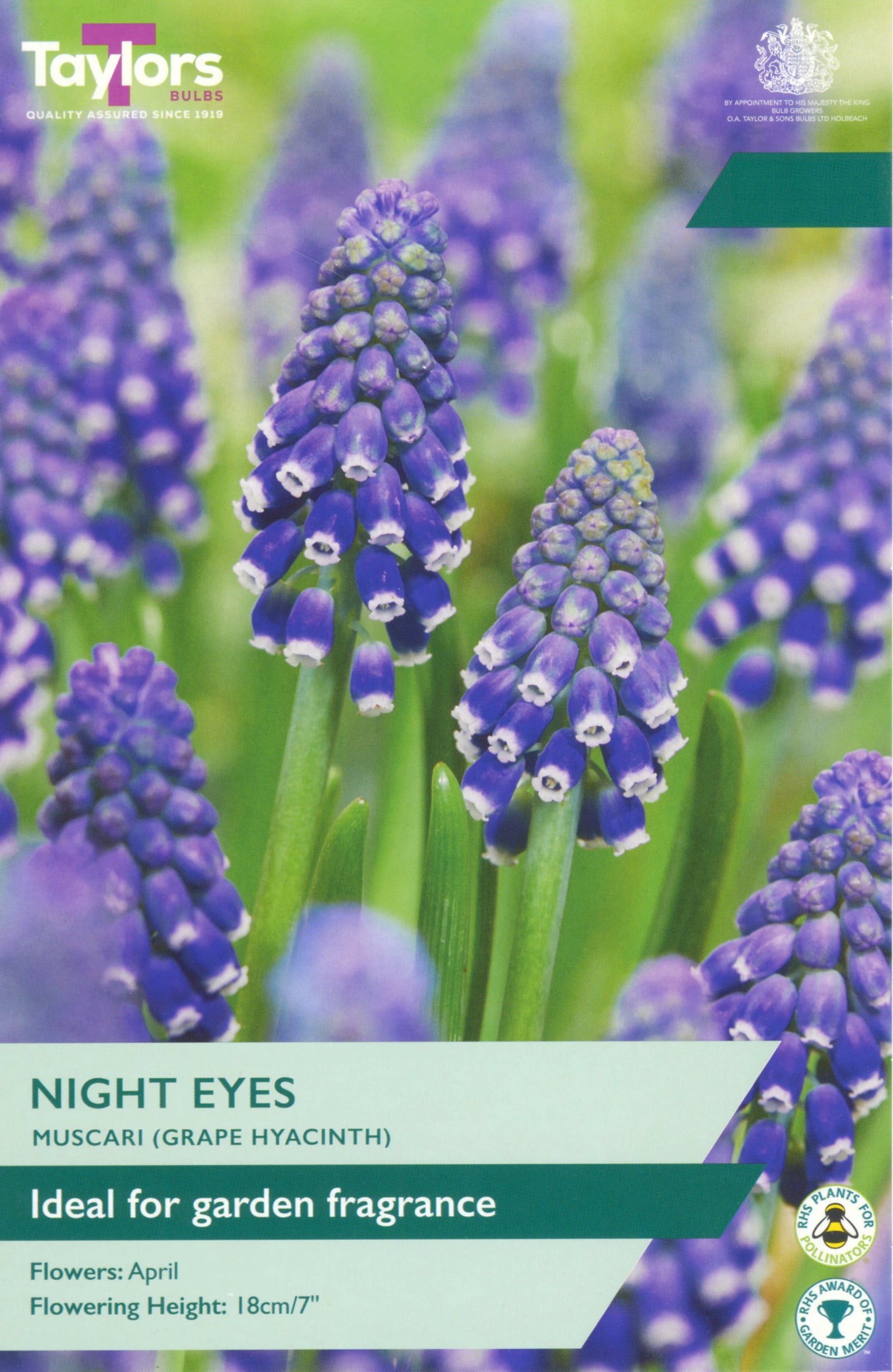 Muscari ‘Night Eyes’