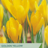 Taylors Golden Yellow Crocus packet with yellow flowers in the background
