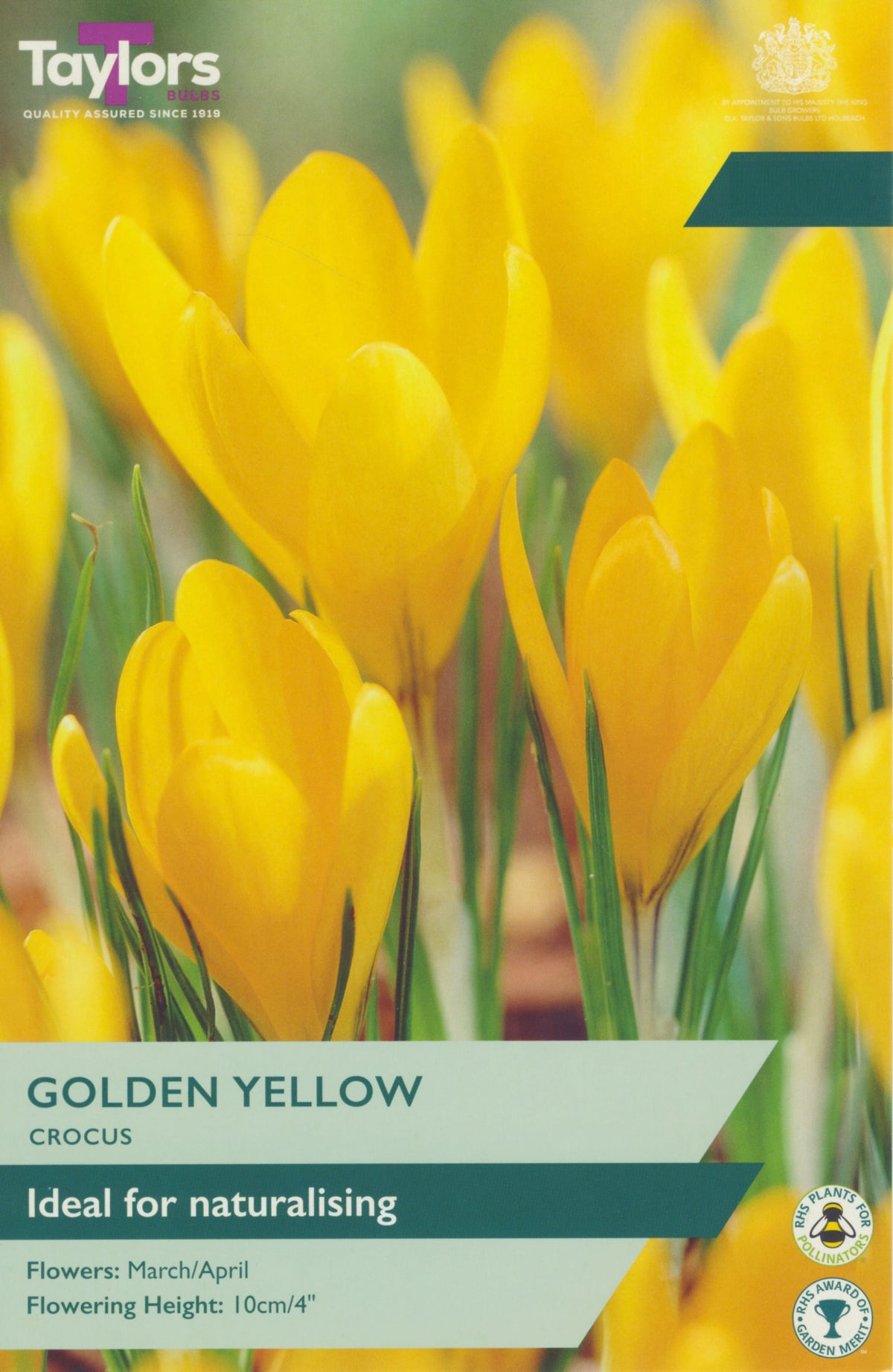 Taylors Golden Yellow Crocus packet with yellow flowers in the background