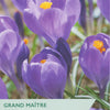 Taylors Grand Mâitre Crocus packaging with purple flowers and yellow centers.