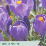 Taylors Grand Mâitre Crocus packaging with purple flowers and yellow centers.