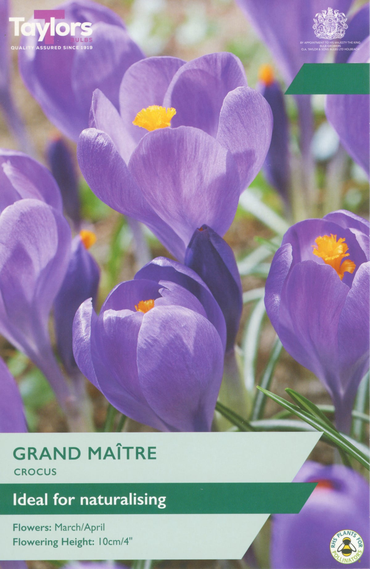 Taylors Grand Mâitre Crocus packaging with purple flowers and yellow centers.