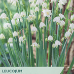 Leucojum aestivum