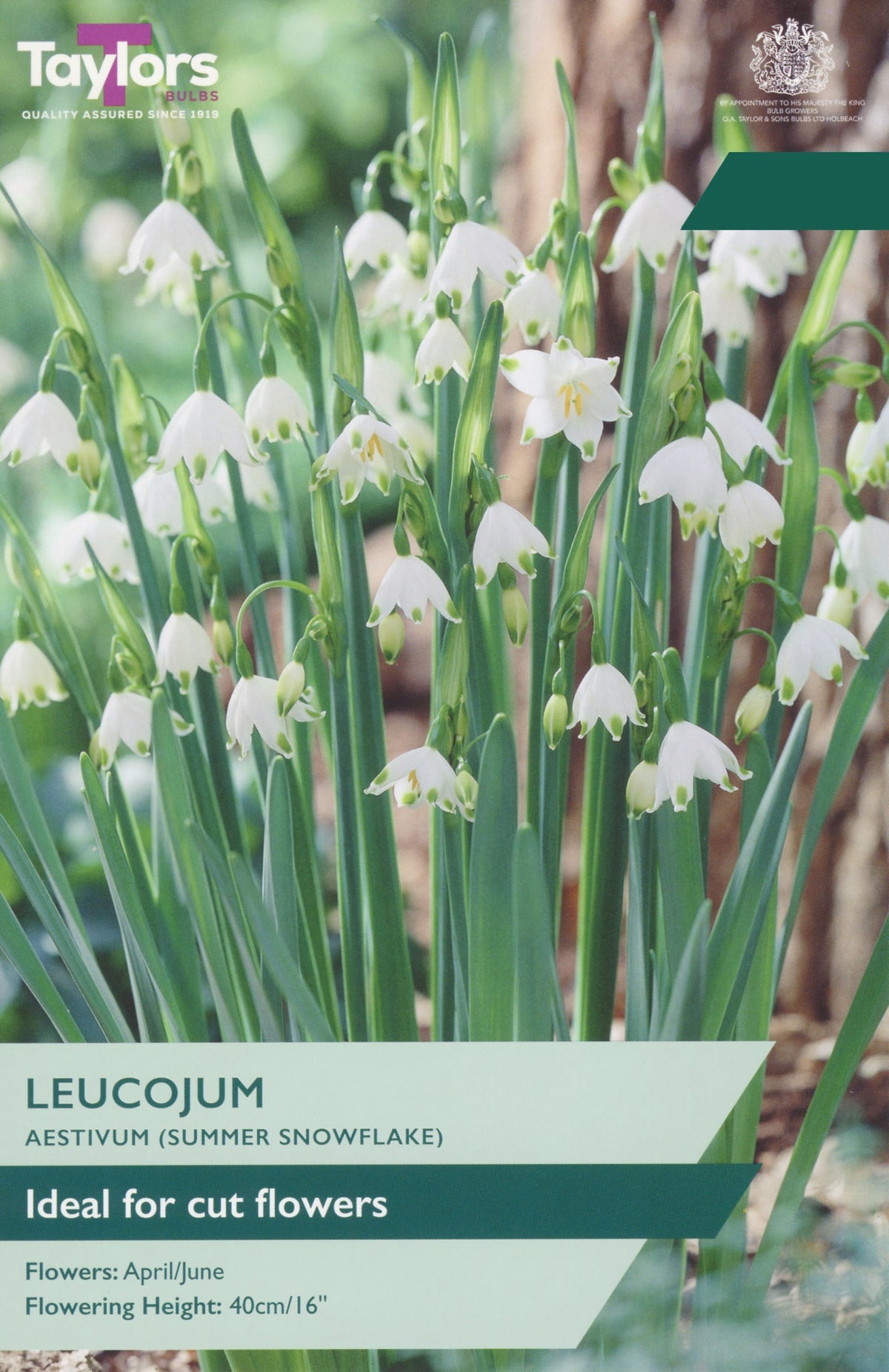 Leucojum aestivum