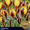 Crocus ‘Queen Bee’