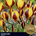 Crocus ‘Queen Bee’