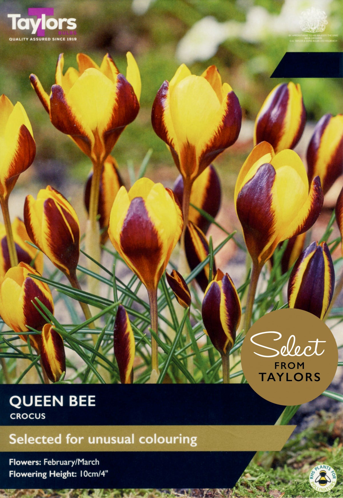 Crocus ‘Queen Bee’