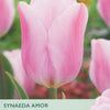 A close-up of a pink tulip flower with green leaves, overlaid with product text reading 'SYNAEDAA AMOR', 'TULIPS', and 'Great for cut flowers', plus the Taylors brand mark in the top left.