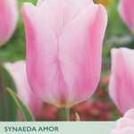A close-up of a pink tulip flower with green leaves, overlaid with product text reading 'SYNAEDAA AMOR', 'TULIPS', and 'Great for cut flowers', plus the Taylors brand mark in the top left.