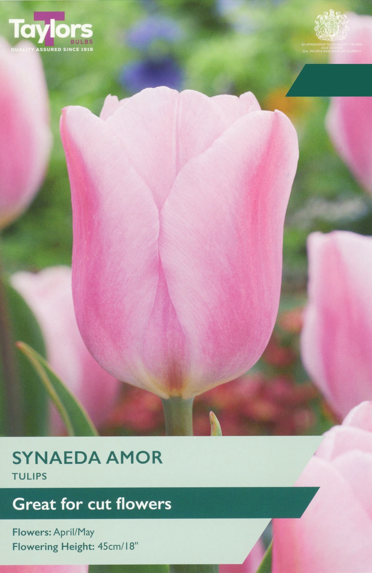 A close-up of a pink tulip flower with green leaves, overlaid with product text reading 'SYNAEDAA AMOR', 'TULIPS', and 'Great for cut flowers', plus the Taylors brand mark in the top left.