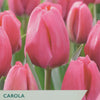 A close-up photograph of pink tulips with overlaid text reading 'CAROLA TULIPS' and 'Ideal for cut flowers,' plus the Taylors brand mark at top left and a circular logo at top right.