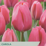 A close-up photograph of pink tulips with overlaid text reading 'CAROLA TULIPS' and 'Ideal for cut flowers,' plus the Taylors brand mark at top left and a circular logo at top right.