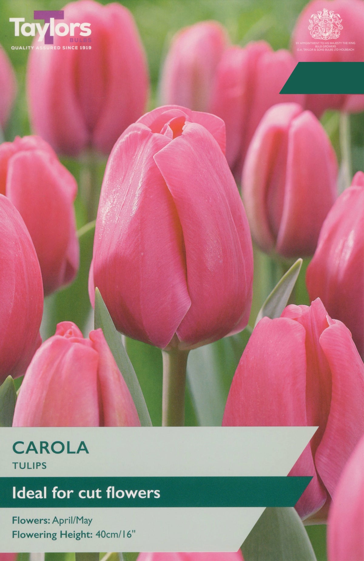 A close-up photograph of pink tulips with overlaid text reading 'CAROLA TULIPS' and 'Ideal for cut flowers,' plus the Taylors brand mark at top left and a circular logo at top right.