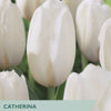Tulip seed packet for Catherina Tulips, featuring a close-up photo of a white catenary tulip with green leaves and stems, with product details printed on a light green and dark green banner at the bottom.