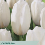 Tulip seed packet for Catherina Tulips, featuring a close-up photo of a white catenary tulip with green leaves and stems, with product details printed on a light green and dark green banner at the bottom.