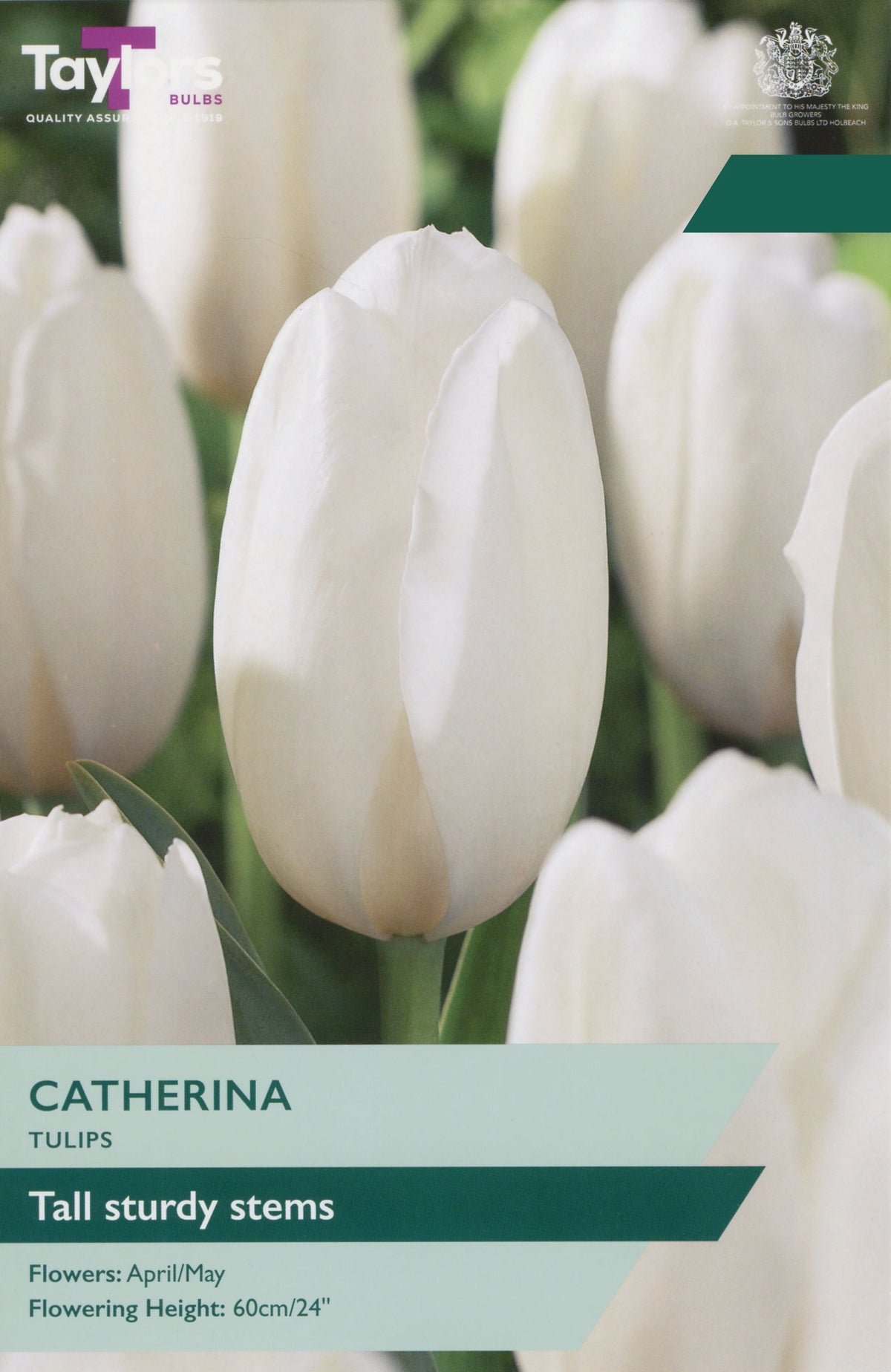 Tulip seed packet for Catherina Tulips, featuring a close-up photo of a white catenary tulip with green leaves and stems, with product details printed on a light green and dark green banner at the bottom.
