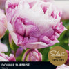 Tulip ‘Double Surprise’