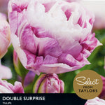 Tulip ‘Double Surprise’