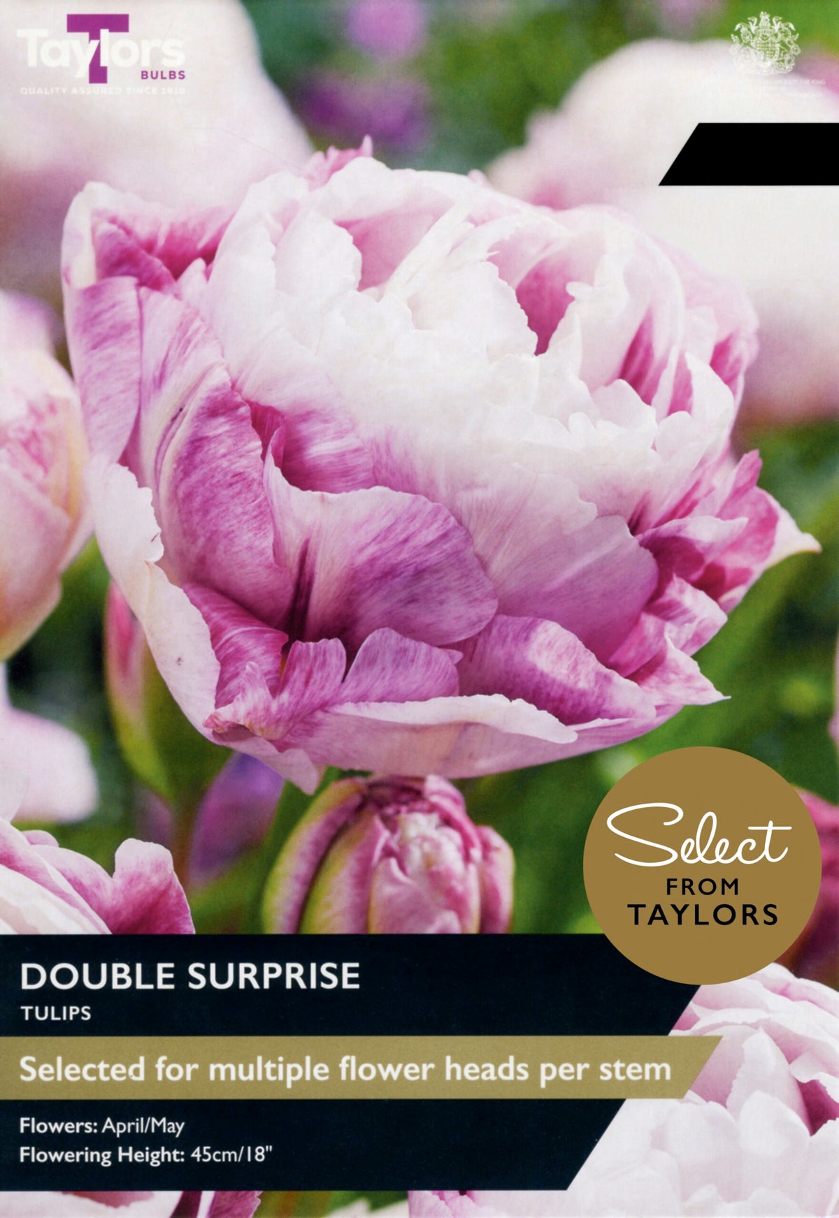 Tulip ‘Double Surprise’
