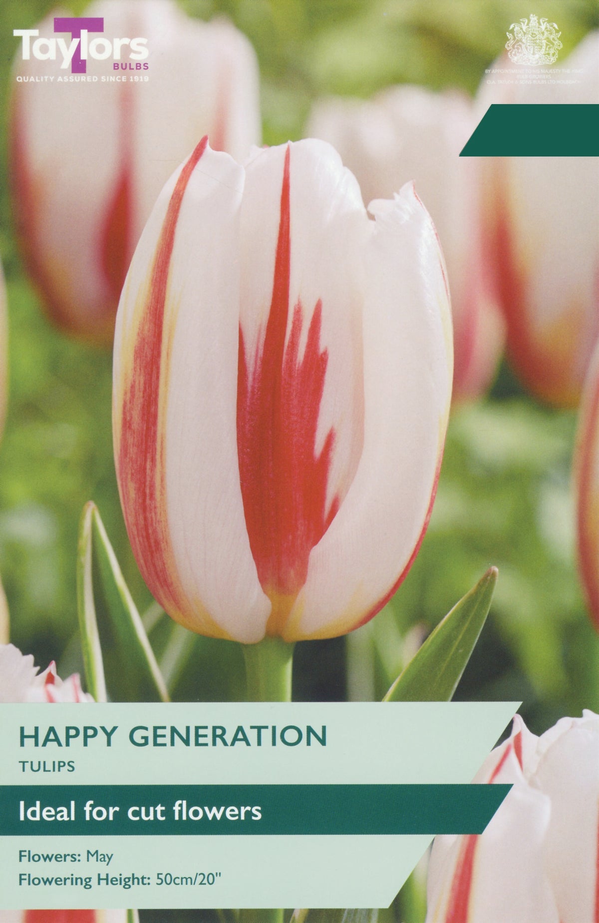 Tulip ‘Happy Generation’